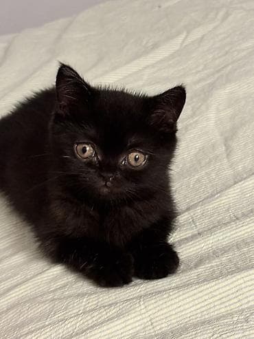 scottish fold: Породистый котёнок (персидская) чёрного окраса. - Активный и игривый — 1