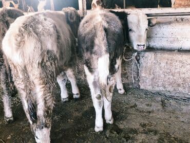 продам бу оборудование для птицефабрики: Продаю | Бык (самец) | Швицкая, Симментальская, Аулиекольская | На откорм — 12