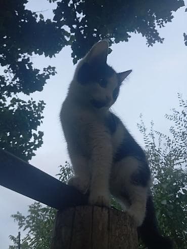 Мышыктар сатылат: Котята Ходят в лоток,кушают все подряд - Возраст: котята (молодые) - — 2