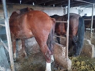 токмок лошади: Продаю | Жеребец | На забой — 8