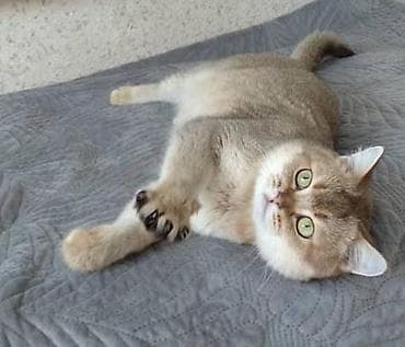 экзотическая короткошёрстная кошка: Продается мальчик шотландской пароды (серебренная шиншилла)фолд. Этот — 7