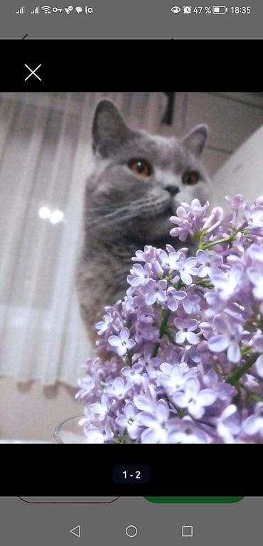 кошка британец: В связи с переездом отдам в добрые руки кошку Особенности: - Плотная — 1