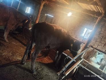 коровы карабалта: Продаю | Корова (самка) | Для молока — 4