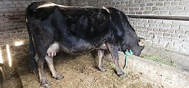 Продаю | Корова (самка), Бык (самец), Тёлка | Алатауская | Для разведения, Для молока | Стельные