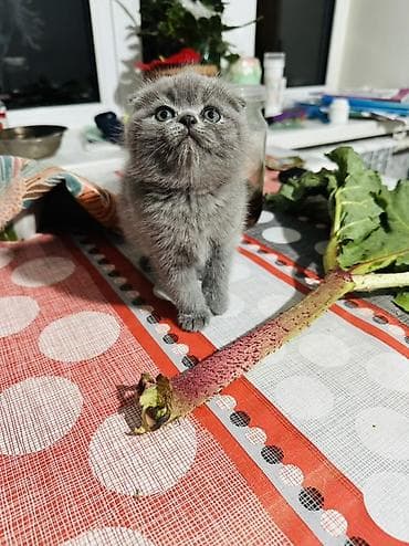 Скотиш Фолд (Шотландская вислоухая), 2 месяца, Девочка, Голубой, Приучена к лотку at lalafo.kg Скотиш Фолд (Шотландская вислоухая), 2 месяца, Девочка, Голубой, Приучена к лотку