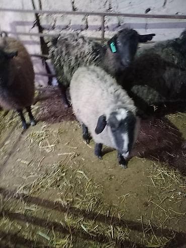 котята бишкек даром: Продаю | Козёл (самец) | Для разведения — 6