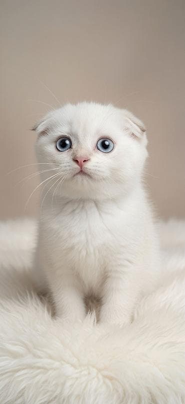 плюшевый кот: Шотландский вислоухий котёнок, окрас белый (cream/white). Круглая — 1