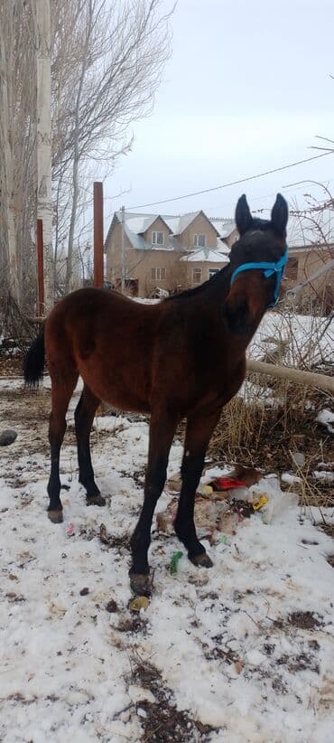 Продаю | Жеребенок | Рабочий, Для разведения | Племенные