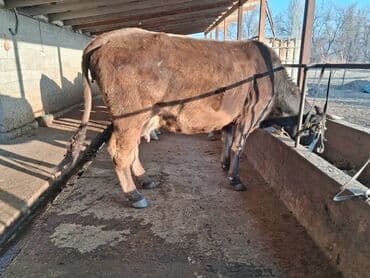 отдам в добрые руки собаку: Продаю | Корова (самка), Бык (самец) | Швицкая — 5