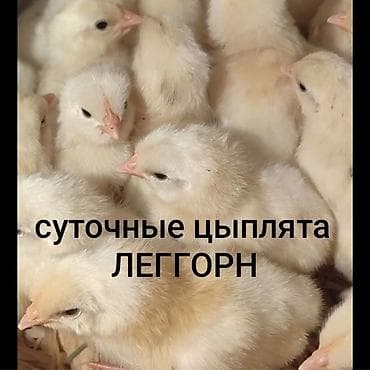 Үй жаныбарлары: Сатам | Балапандар | Леггорн | Көбөйтүү үчүн — 1