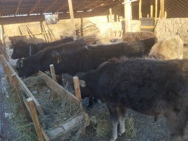 продажа домашних животных: Продаю | Музоо, торпок, Бык (самец) | Для разведения, На откорм — 6