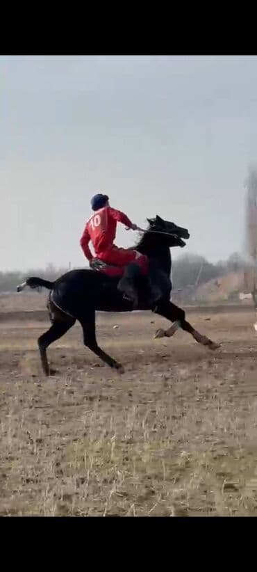 жылкы лошадь: Продаю | Конь (самец) | Конный спорт — 5