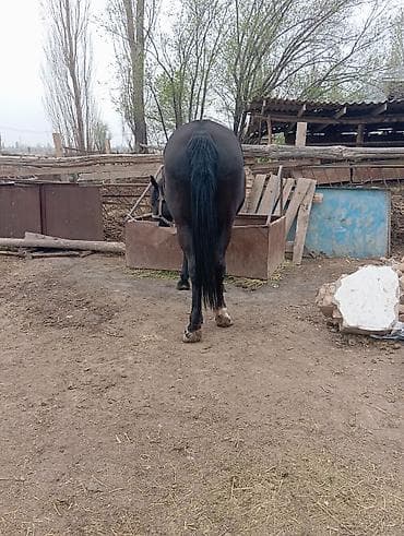 корова беловодский: Продаю | Кобыла (самка) | Рабочий — 2