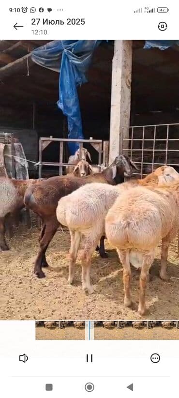 дома для кошек: Продаю | Баран (самец) — 2
