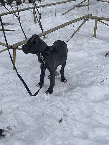 Продажа собак: Питбуль, 4 месяца, Самка, С прививкой, С родословной — 2