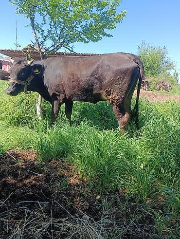Животные: Продаю | Корова (самка) | Для разведения | Привязанные — 3