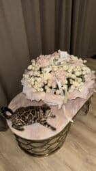 во сколько стерилизовать кошку: Бенгальская, 1 год, Девочка, Шоколадный, Кастрирована, Приучена к лотку — 4