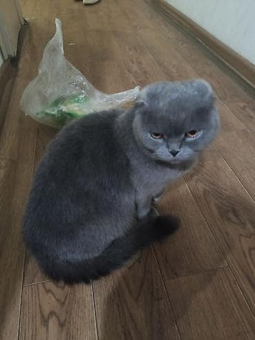 шотландская лиловая кошка: Шотландская кошка (скоттиш-фолд), окрас: сплошной серый (blue) — 2