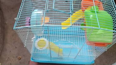 фелуцен для коров цена бишкек: Продаю клетки для хомячков. б/у. дёшево. от 400 до 1200 сом. также в — 10