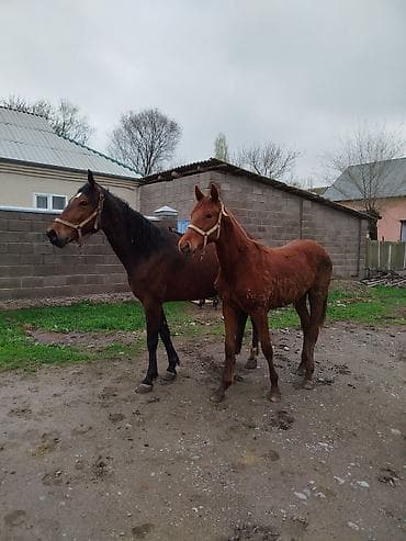 тёлки швиц: Продаю | Кобыла (самка) | Рабочий — 2