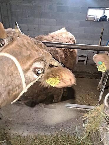 дончак ат: Продаю | Бык (самец) | На откорм | Привязанные — 2