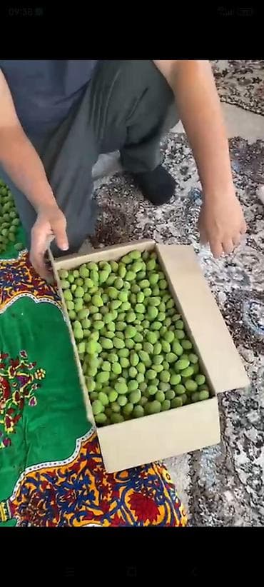 сорты яблок в кыргызстане: Абрикосы — 2