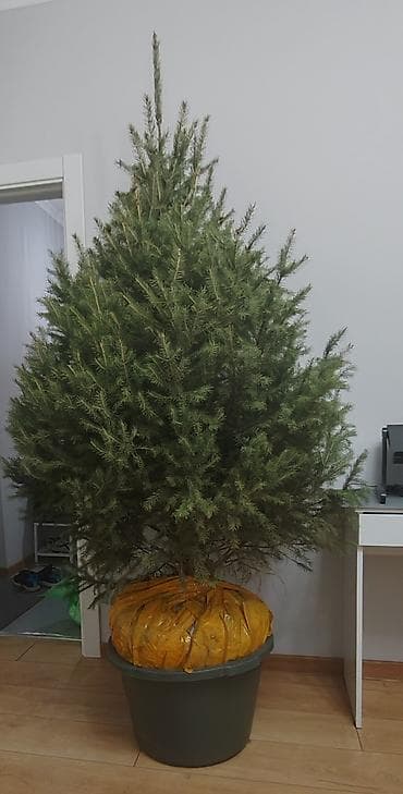 Гирлянды: Живая ель в коме с корнями, для дома/участка. В питомнике от 8000 сом — 2