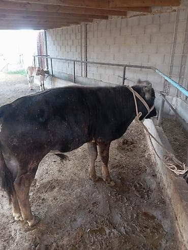Продаю | Бык (самец) | На откорм | Привязанные