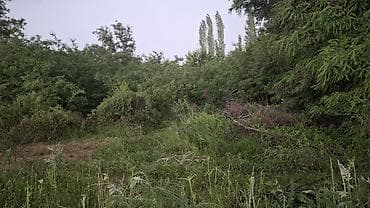 детский сад арча бешик: 8 соток, Кызыл китеп — 2
