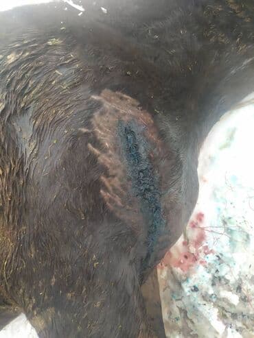 Грызуны: Ветеринар все услуги ветеринарного врача лечение до полного — 4