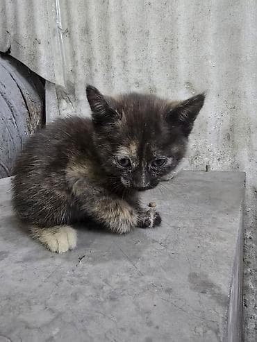 Кошки: Отдам котёнка в добрые руки — 3