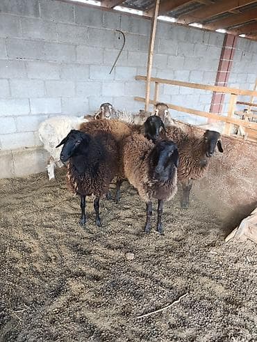 Продаю | Овца (самка) | Для разведения