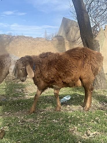 кой сойгуч: Продаю | Баран (самец) | Арашан | Для разведения | Племенные — 6