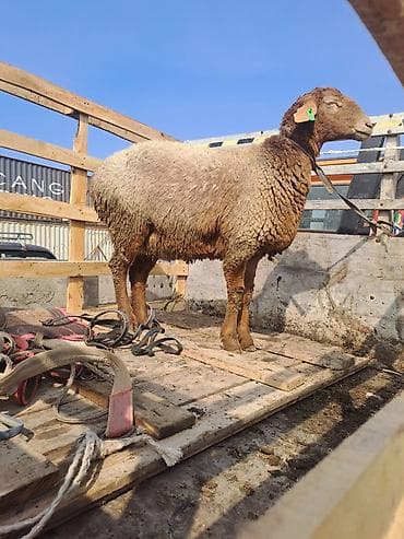 Товары и оборудование для с/х животных: Продаю | Овца (самка) | Для разведения — 2