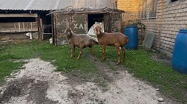 Продаю | Коза (самка) | Для разведения — 3
