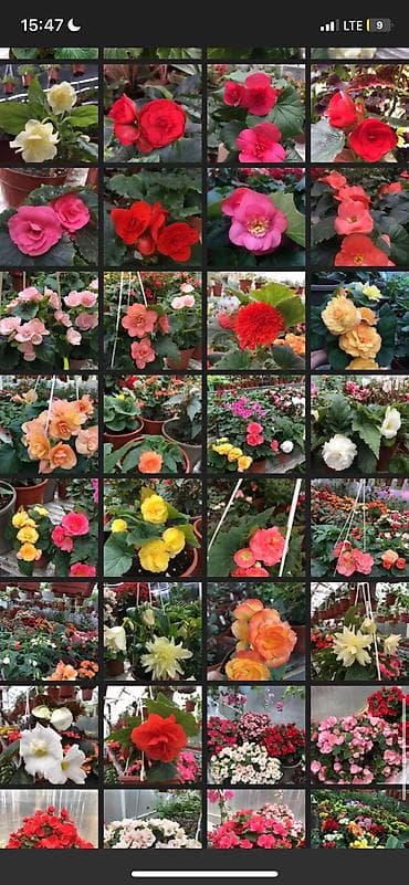 бегония цена: Бегония, есть разные сорта — 3