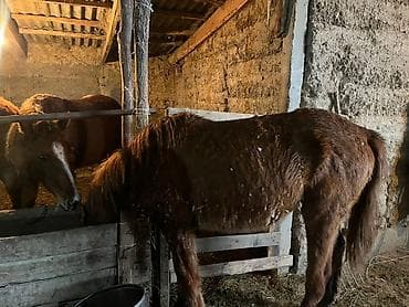 карова алатоо: Сатам | Тай | Көбөйтүү үчүн | Асыл тукумдуу — 3