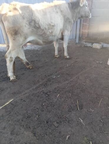 стельная: Продаю | Корова (самка) | На откорм — 2
