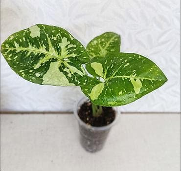 алое форевер: Комнатные растения. Ктенаната Лубберса, гинура, Циссус, ктенаната — 7