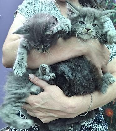 коты: Мейн-кун, 1 месяц, Девочка, Серый, Приучена к лотку — 6