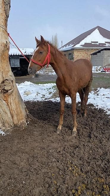 таксы собака: Продаю | Кобыла (самка) | Рабочий — 4