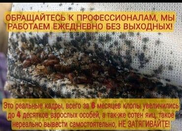 дезинфекция дома от клопов ош: Дезинфекция, дезинсекция, | Клопы, Блохи, Тараканы, | Транспорт, Офисы, Квартиры — 4