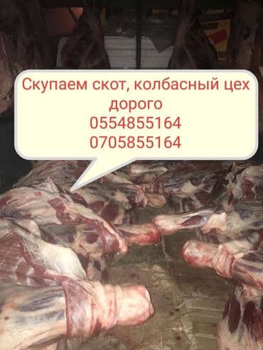 где можно купить собаку хаски: Скупка скот на мясо и вынужденный забой в колбасный — 1