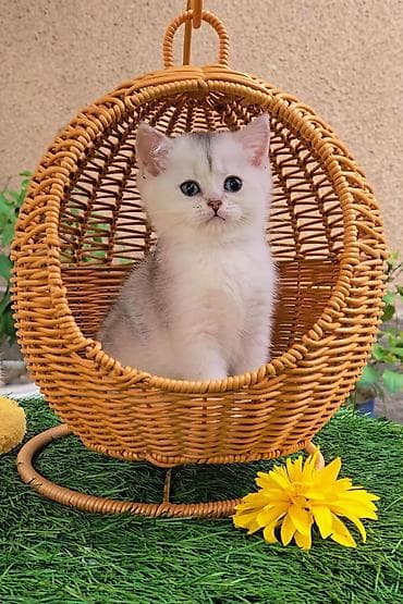 Животные: Предлагаем чистопородных малышей. Шотландские котята — 1
