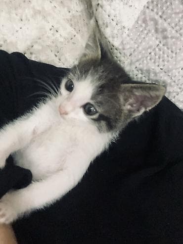 американская жесткошёрстная кошка цена: Британская короткошёрстная, 2 месяца, Мальчик — 2