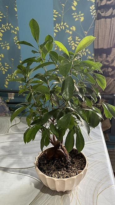 фикус гулу: Фикус Бенджамина в горшках - Комнатное декоративно-лиственное — 1