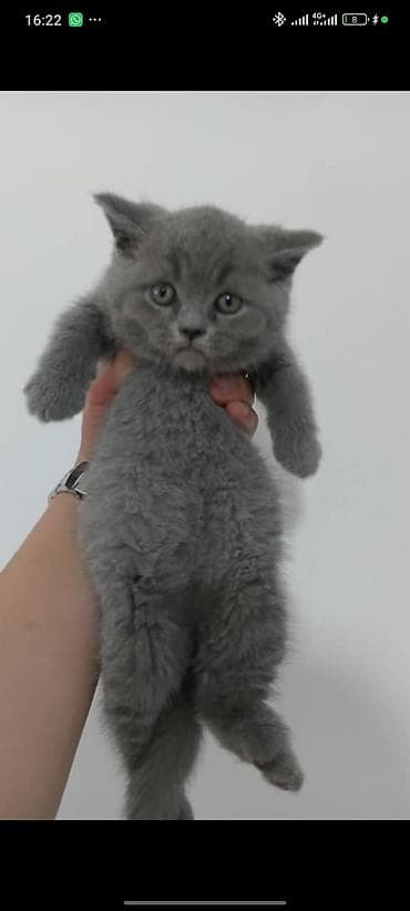 Кошки: Шотландский страйт, короткошёрстный котёнок,2 месяца окрас голубой — 2