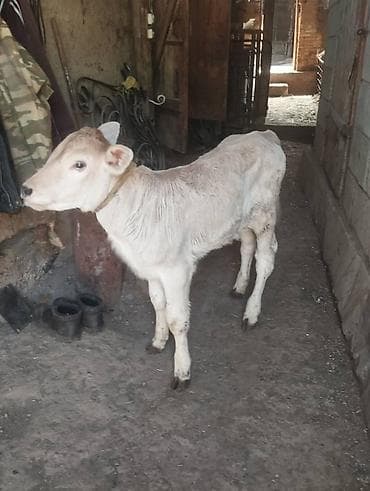 pro plan: Продаю | Тёлка, Музоо, торпок | На откорм | Искусственник — 3