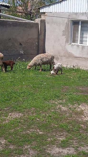 купить овец: Продаю | Овца (самка) | Для разведения | Матка — 1