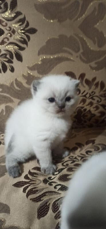 Британские короткошерстные котята, окрас пойнт и голубой глазки